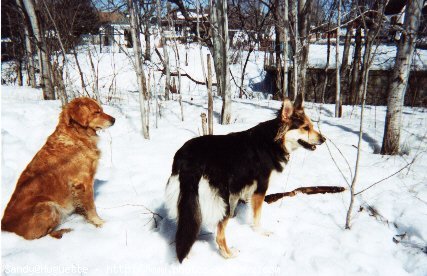 Photo de Golden retriever