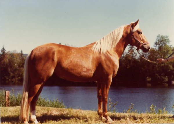 Photo de Quarter horse