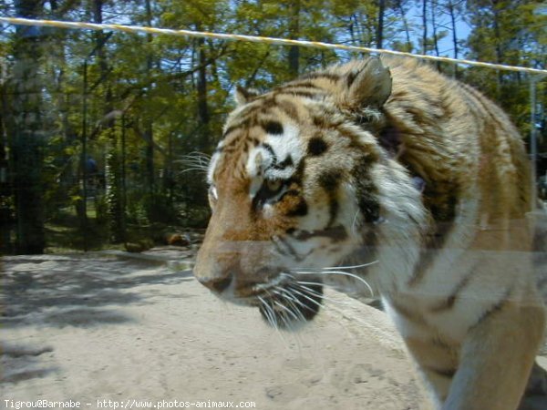 Photo de Tigre