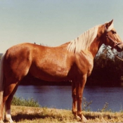 Photo de Quarter horse