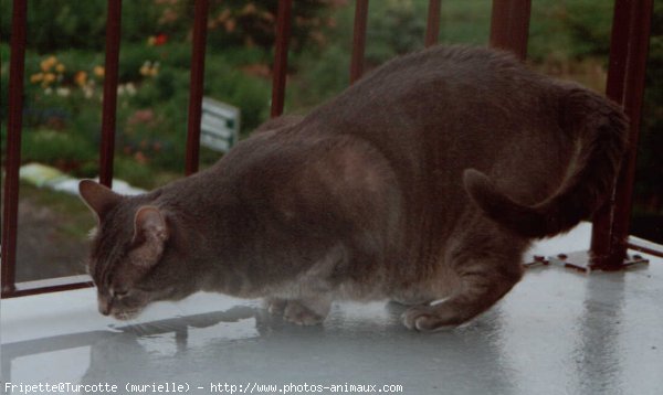 Photo de Chat domestique