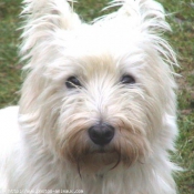 Photo de West highland white terrier