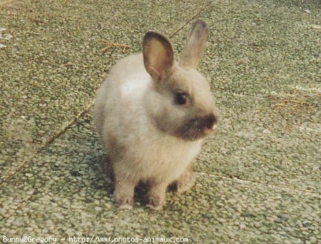 Photo de Lapin