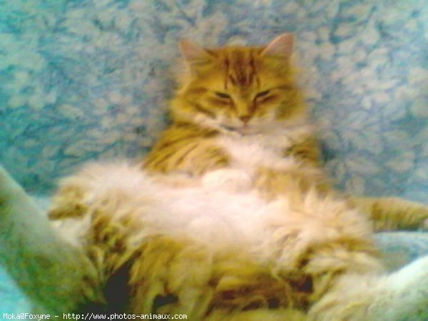 Photo de Maine coon