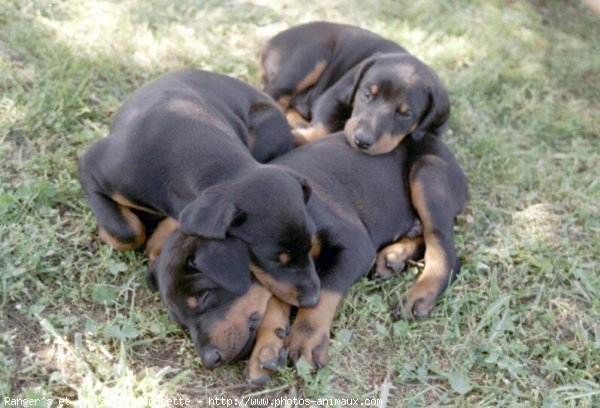 Photo de Dobermann