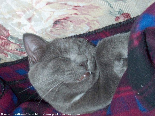 Photo de Chartreux