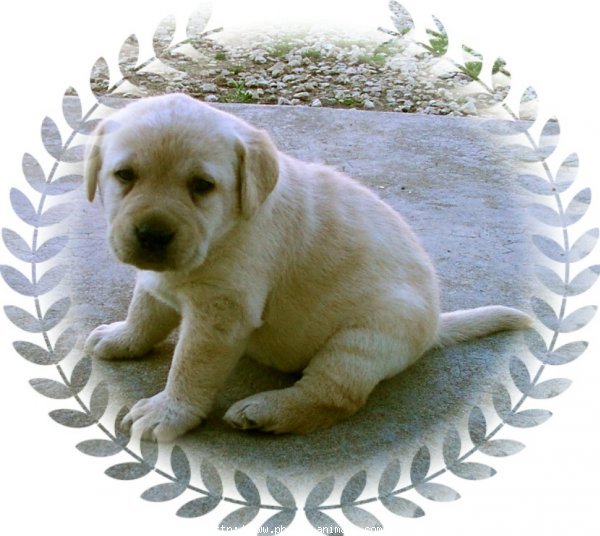 Photo de Labrador retriever