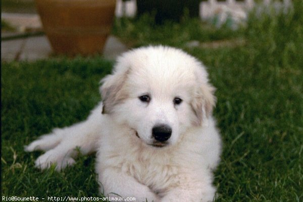 Photo de Chien de montagne des pyrnes