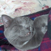 Photo de Chartreux