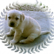 Photo de Labrador retriever