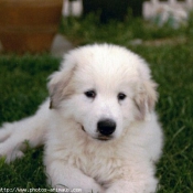 Photo de Chien de montagne des pyrnes