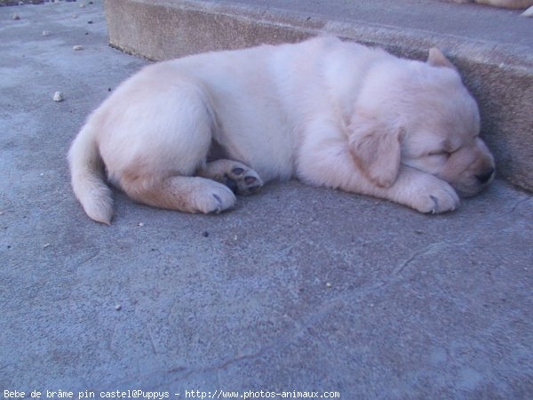 Photo de Labrador retriever