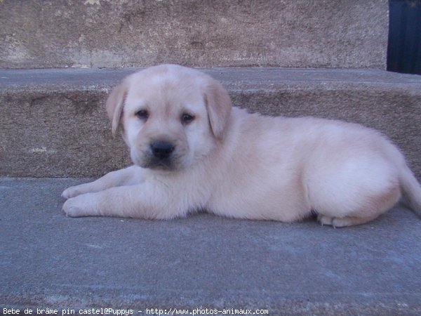 Photo de Labrador retriever