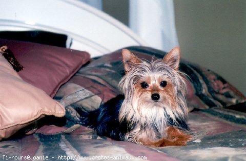 Photo de Yorkshire terrier