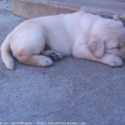 Photo de Labrador retriever