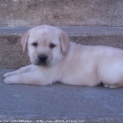 Photo de Labrador retriever