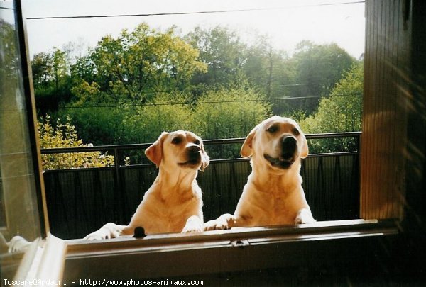 Photo de Labrador retriever