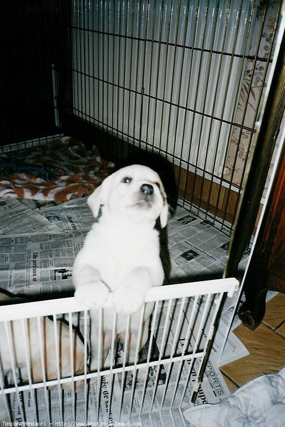 Photo de Labrador retriever