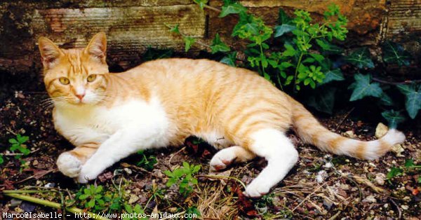 Photo de Chat domestique