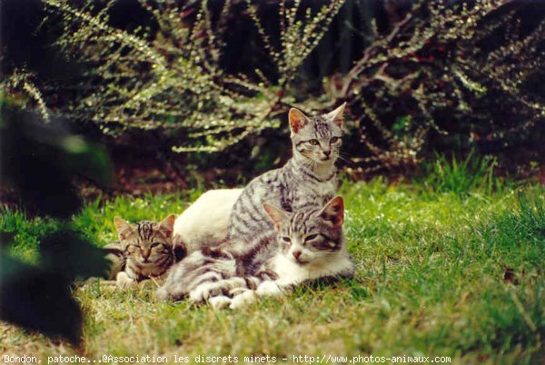 Photo de Chat domestique