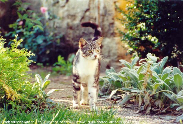 Photo de Chat domestique