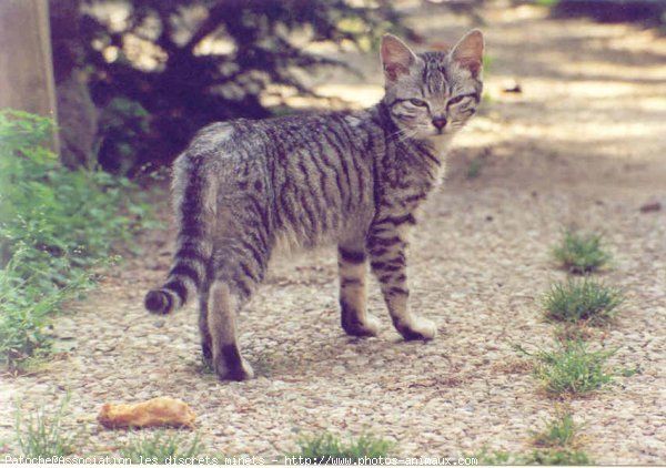 Photo de Chat domestique