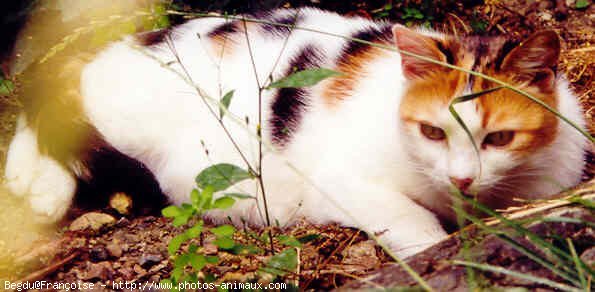 Photo de Chat domestique