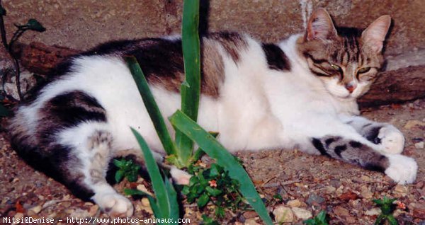 Photo de Chat domestique