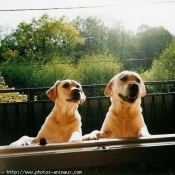 Photo de Labrador retriever