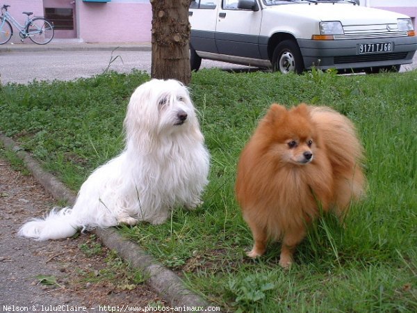 Photo de Races diffrentes