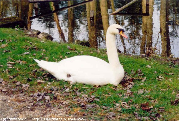 Photo de Cygne