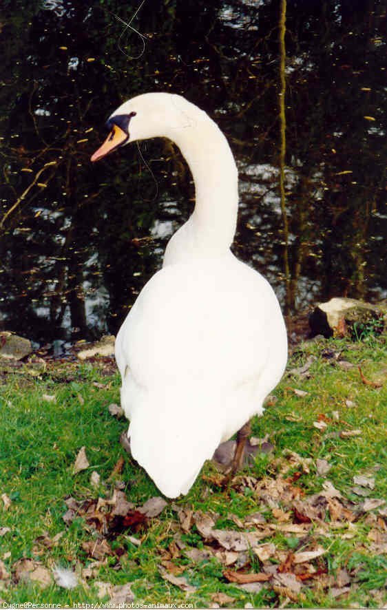 Photo de Cygne