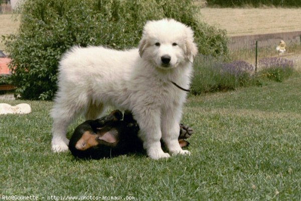 Photo de Chien de montagne des pyrnes