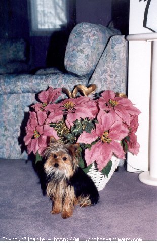 Photo de Yorkshire terrier