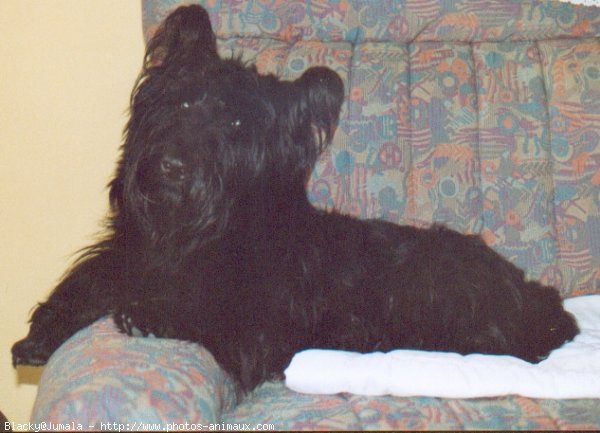 Photo de Scottish terrier