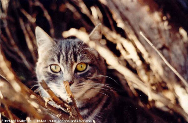 Photo de Chat domestique