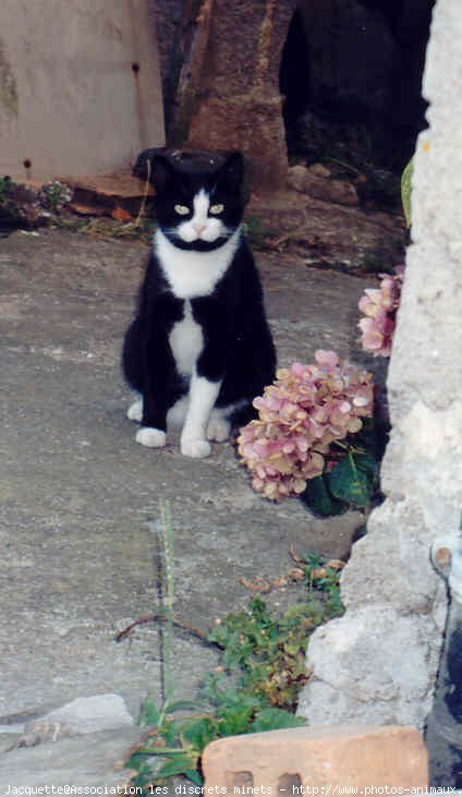 Photo de Chat domestique