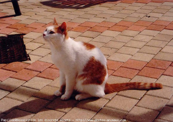 Photo de Chat domestique