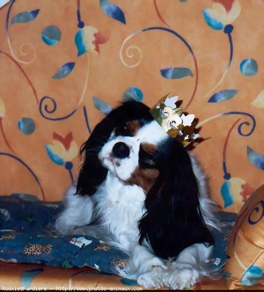 Photo de Cavalier king charles spaniel