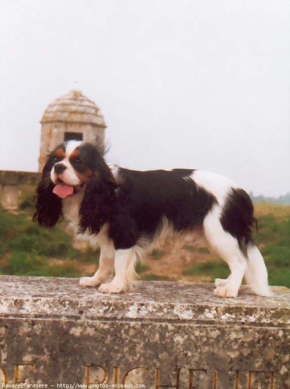 Photo de Cavalier king charles spaniel