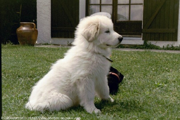 Photo de Chien de montagne des pyrnes