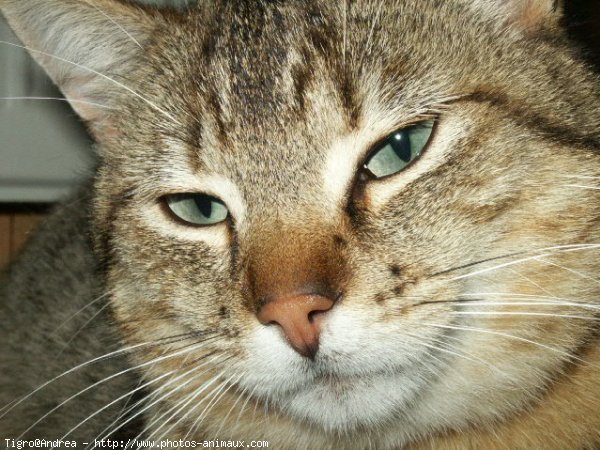 Photo de Chat domestique