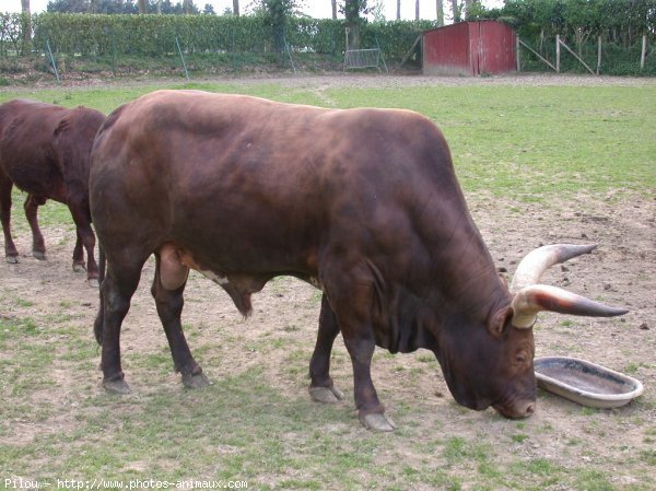 Photo de Watusi