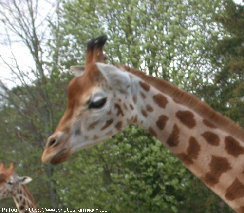 Photo de Girafe