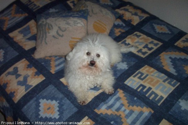 Photo de Bichon  poil fris