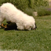 Photo de Chien de montagne des pyrnes