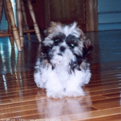 Photo de Shih tzu