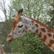 Photo de Girafe