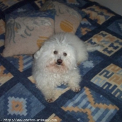 Photo de Bichon  poil fris