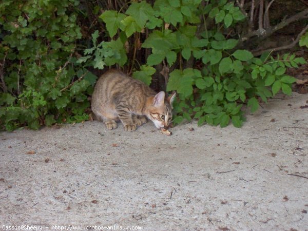 Photo de Chat domestique